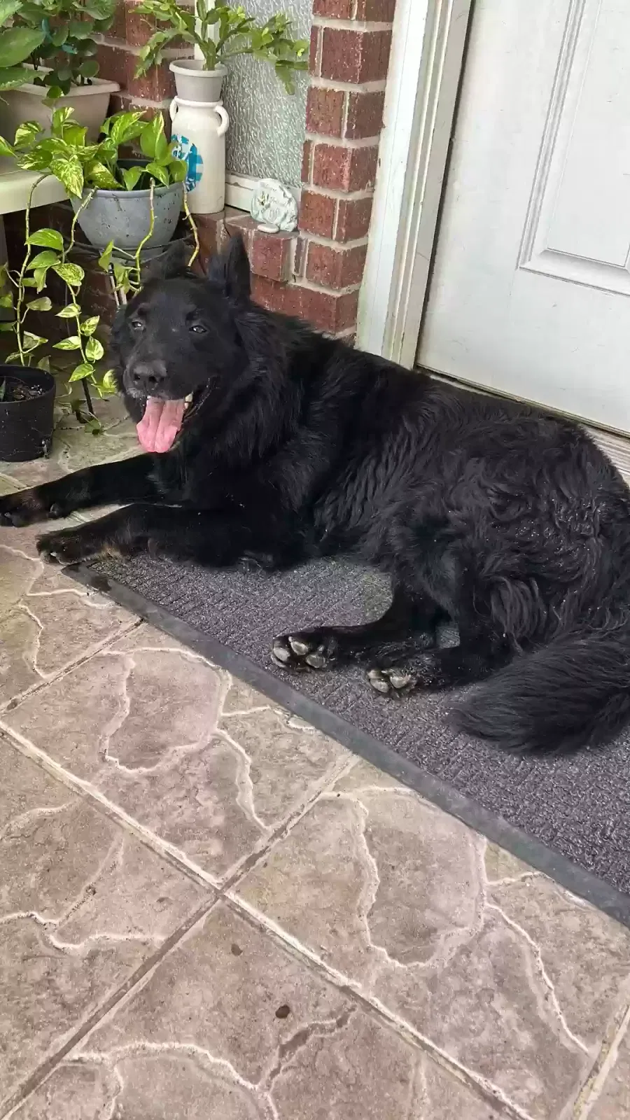 Found dog in Edinburg, TX, 78542