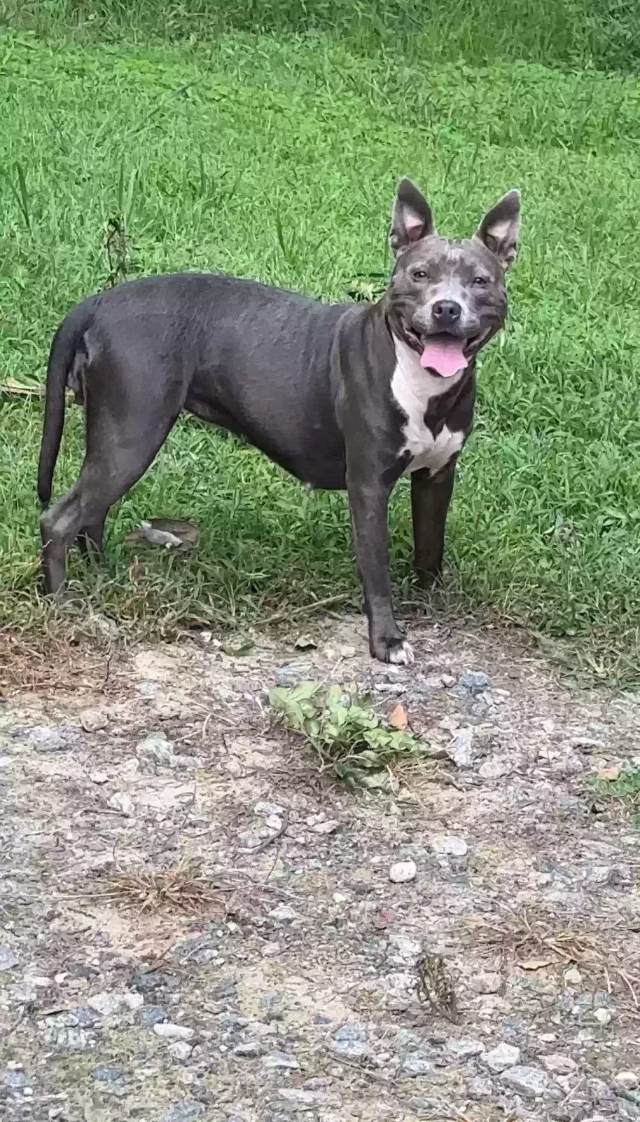 Found dog in Atlanta, GA, 30341