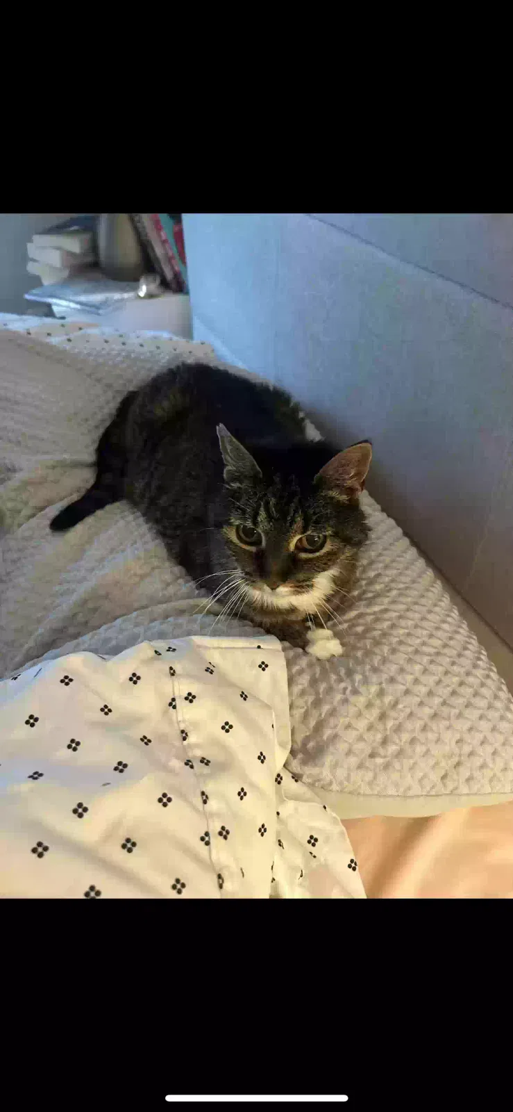 Lost cat in Lees Summit, MO, 64082