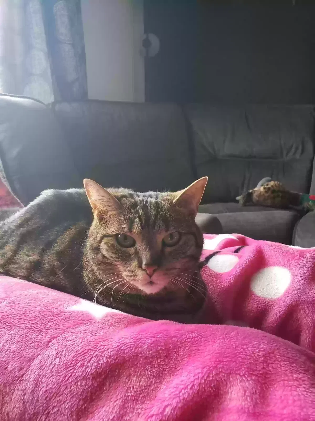Lost cat in North Olmsted, OH, 44070