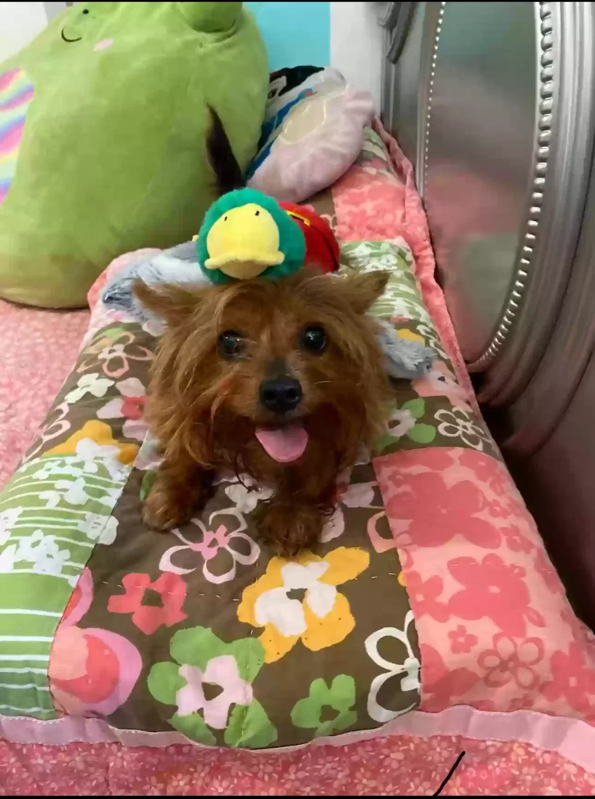 Lost dog in Milwaukee, WI, 53204
