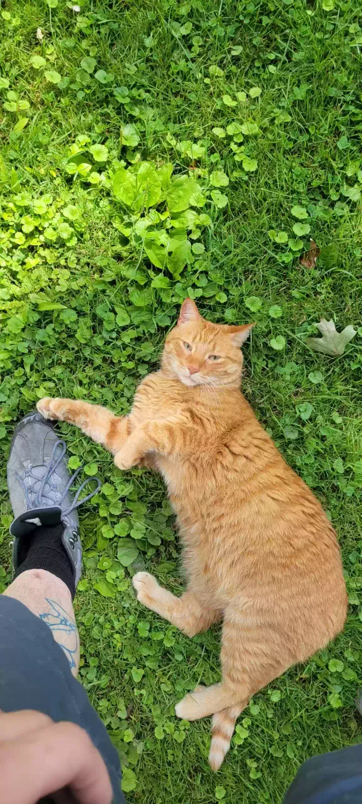 Lost cat in Madison Heights, MI, 48071