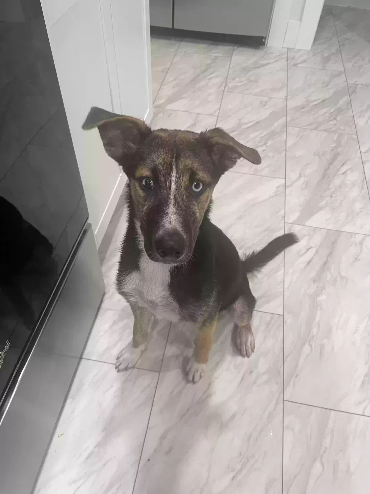 Found dog in Gulfport, MS, 39507