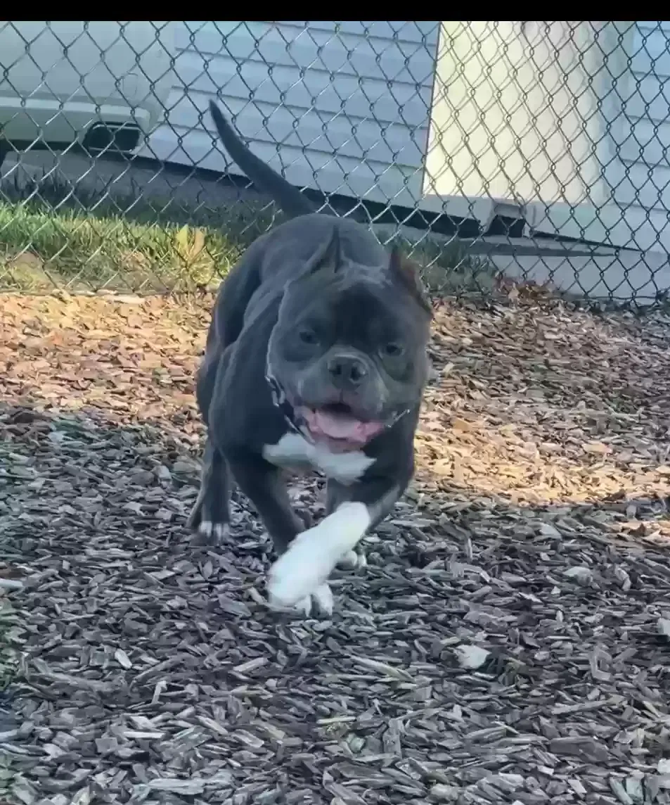 Lost dog in Winston Salem, NC, 27103