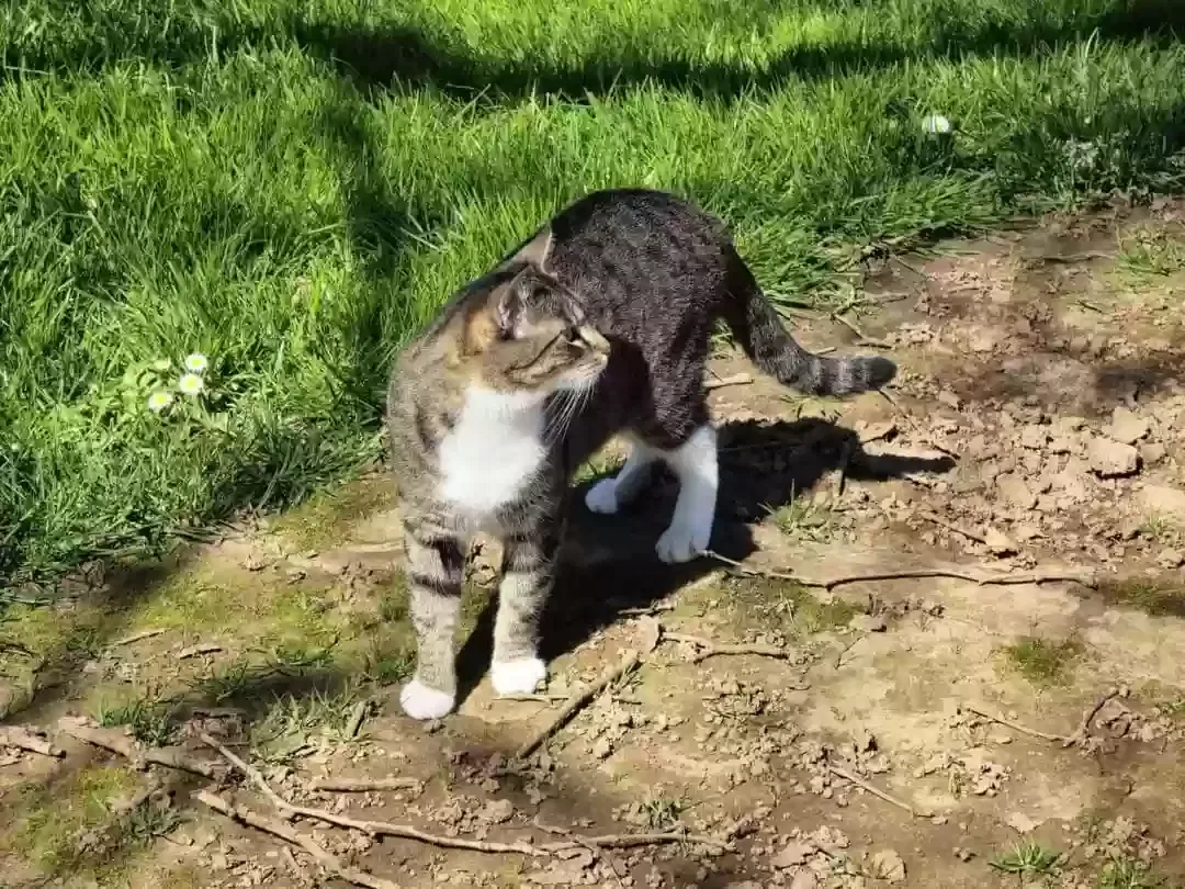 Lost cat in Wilsonville, OR, 97070