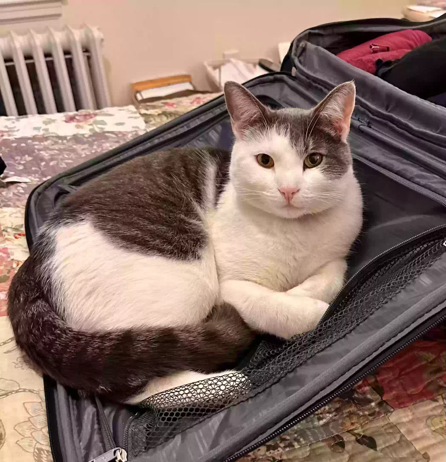 Lost cat in West Hartford, CT, 6107