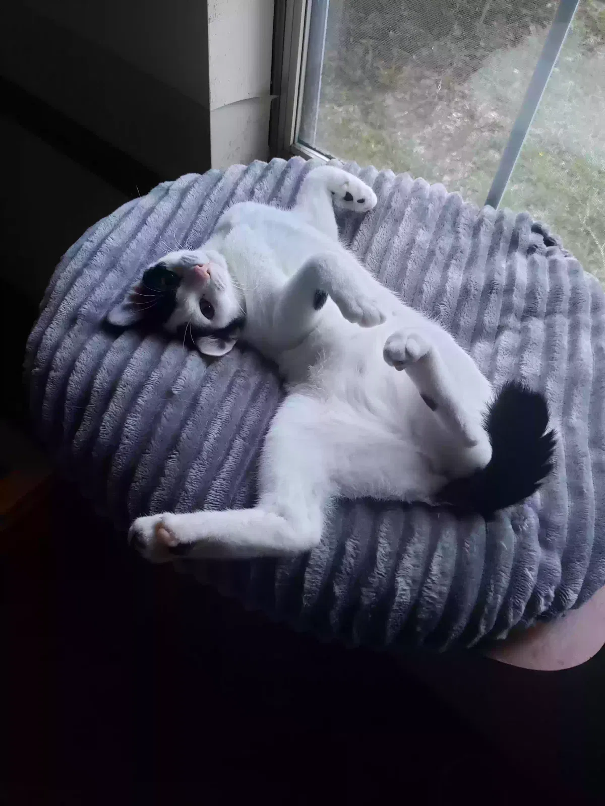 Lost cat in Pensacola, FL, 32534