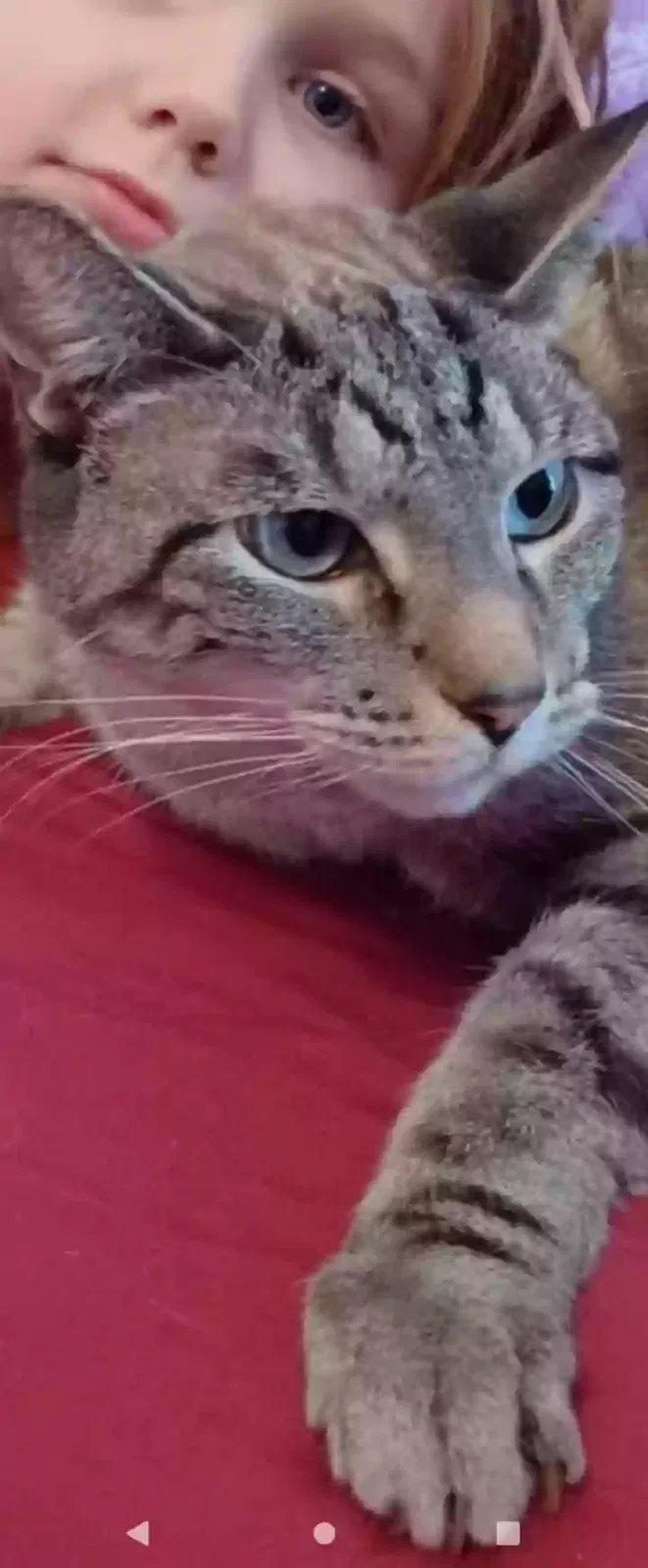 Lost cat in Victoria, MN, 55386