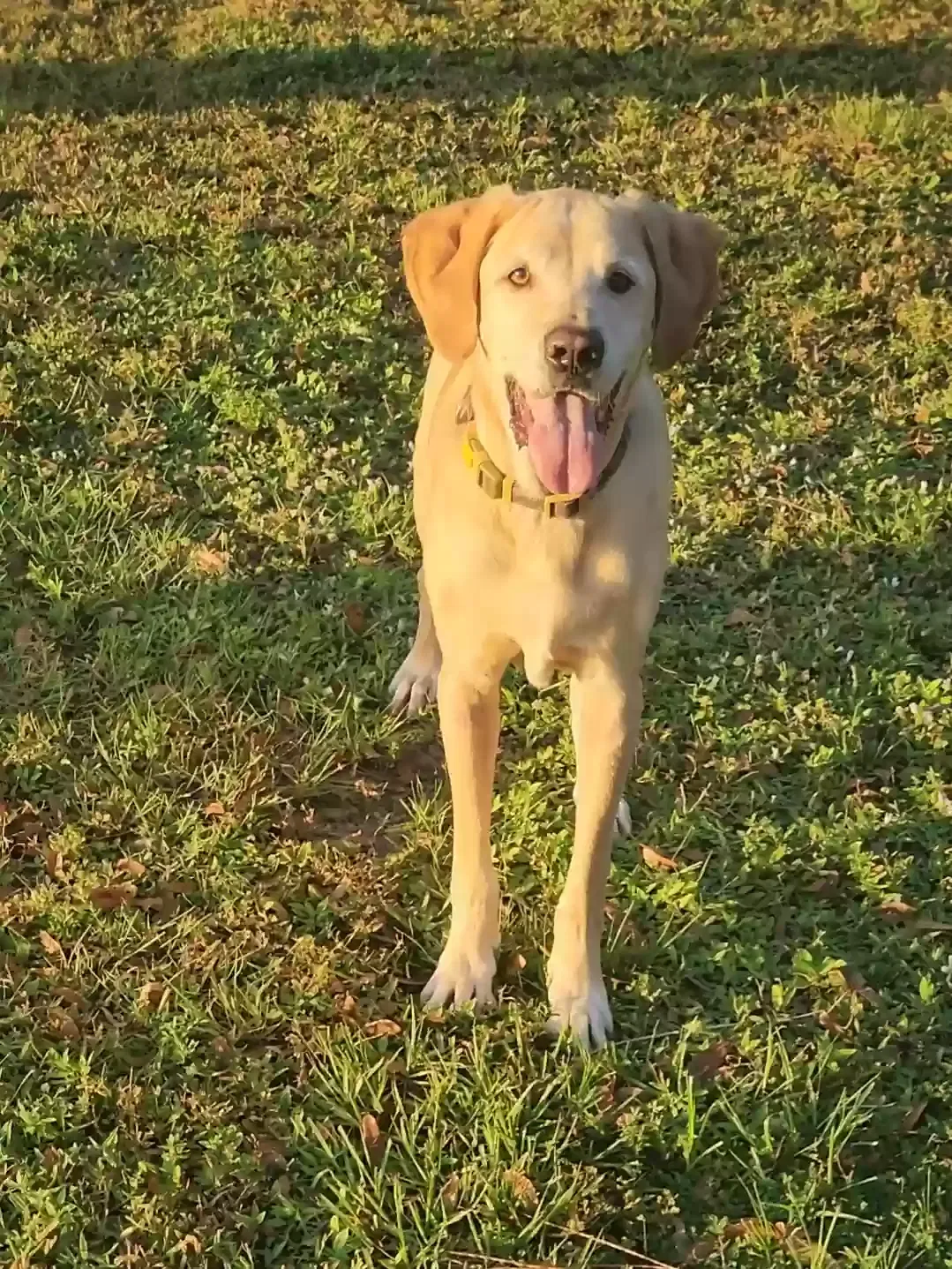 Lost dog in North Fort Myers, FL, 33917