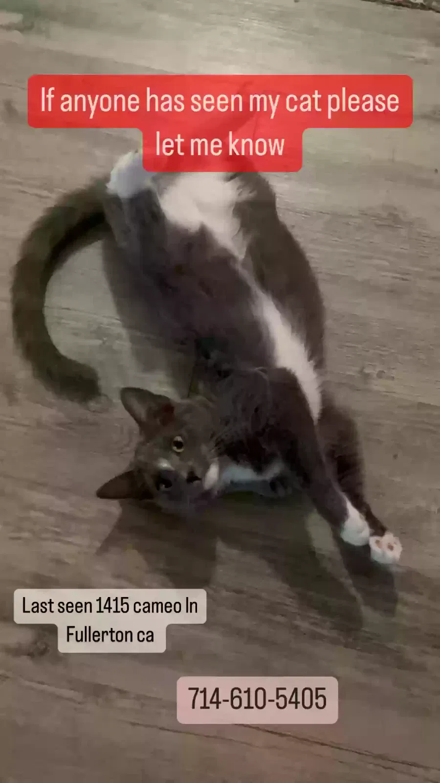Lost cat in Fullerton, CA, 92831