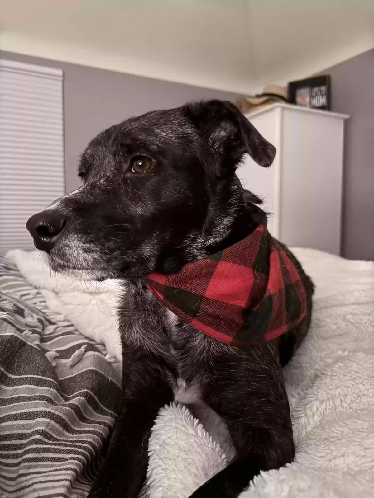 Lost dog in Grand Rapids, MI, 49503