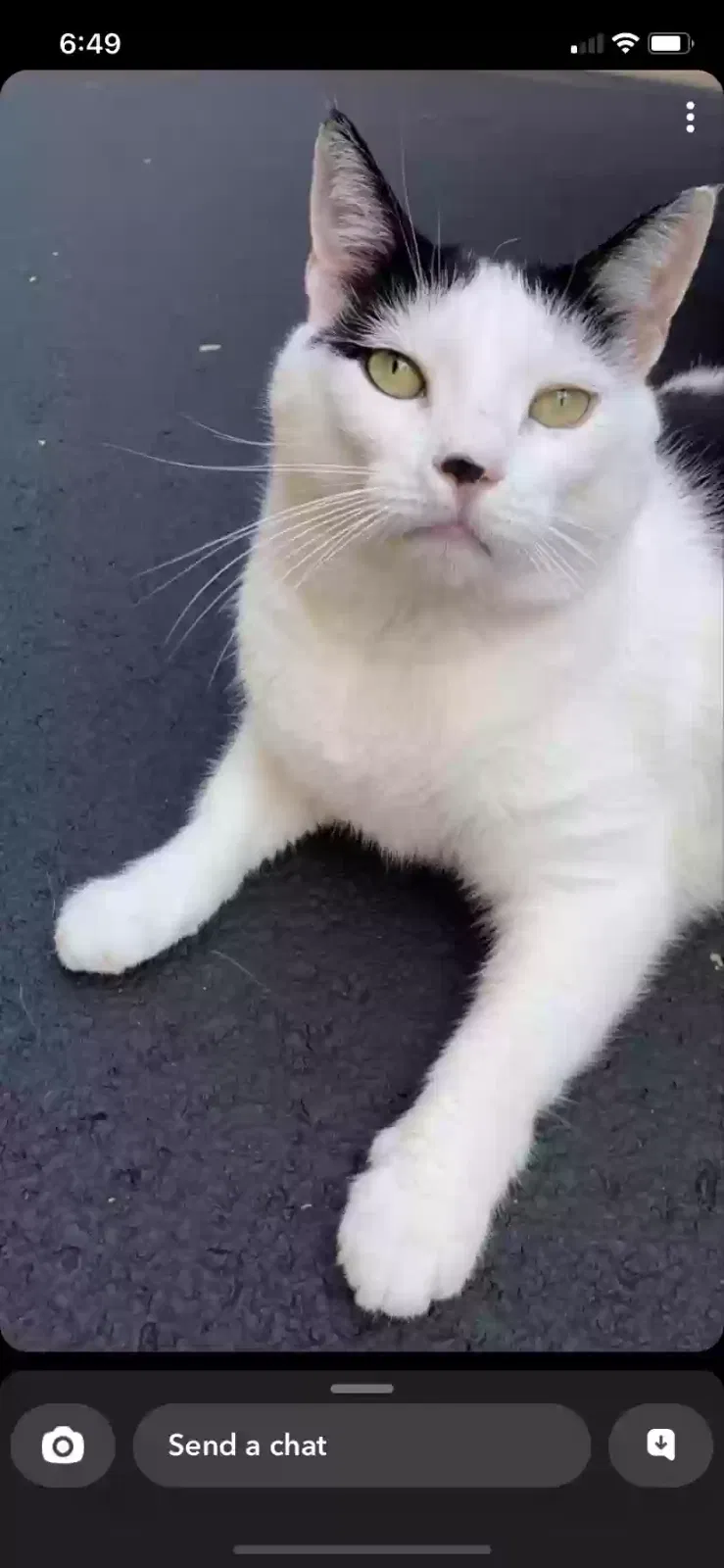 Lost cat in Daytona Beach, FL, 32119