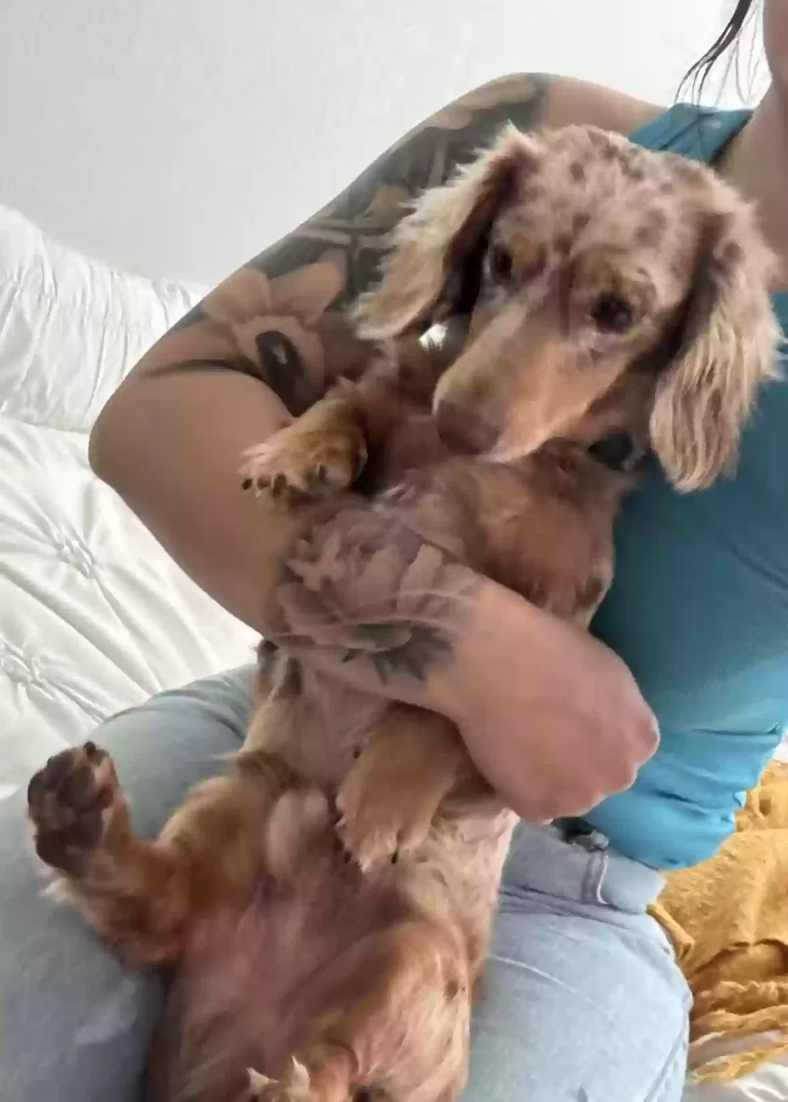 Lost dog in Acampo, CA, 95220