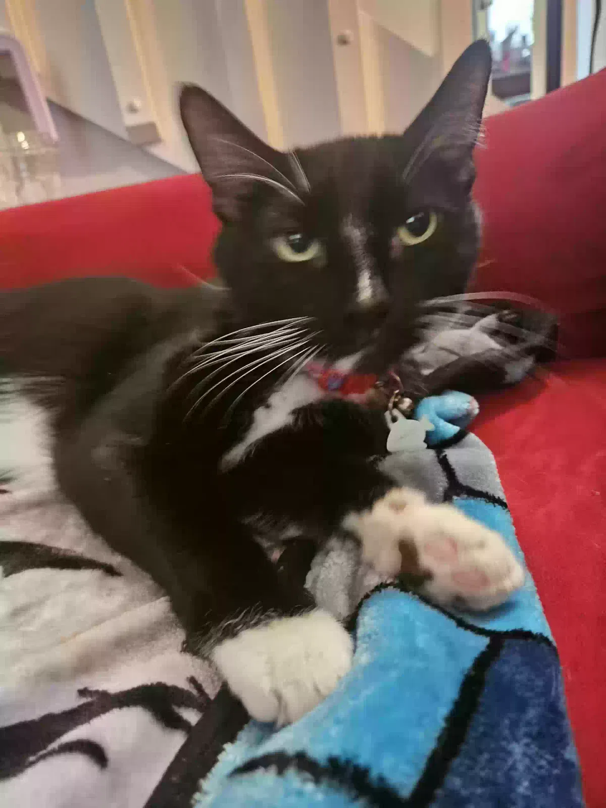 Lost cat in Windermere, FL, 34786