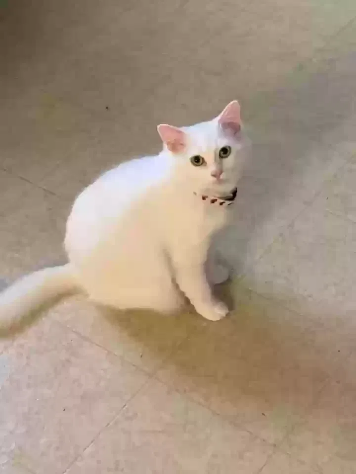 Lost cat in Tuskegee, AL, 36083