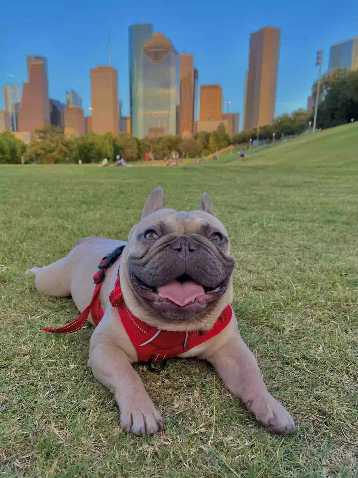 Lost dog in Houston, TX, 77039