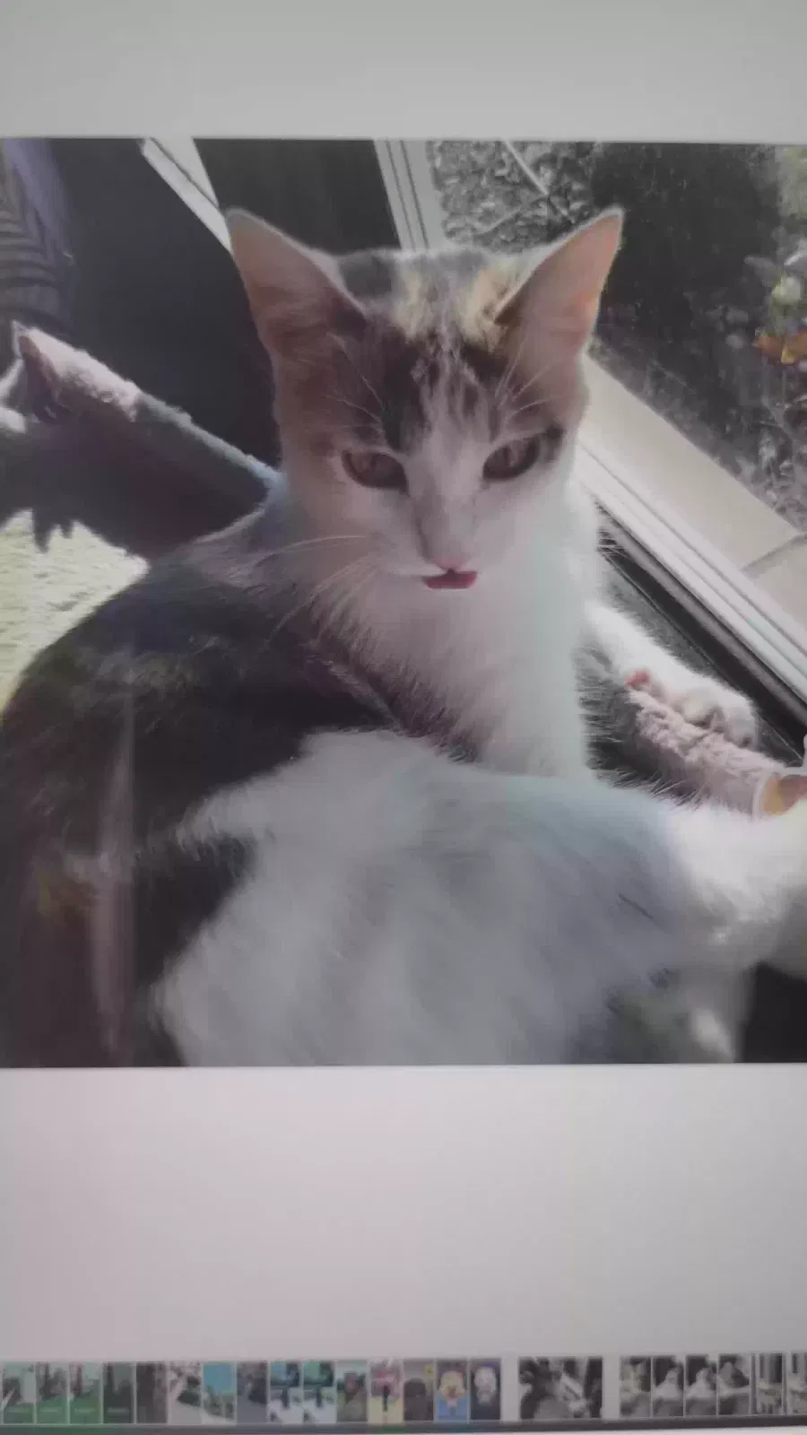 Lost cat in Green Bay, WI, 54311