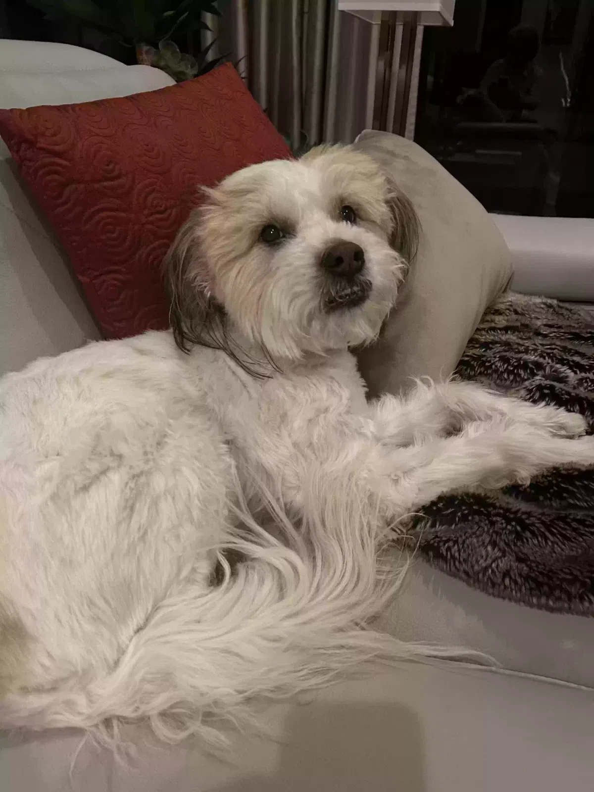 Lost dog in Prescott, AZ, 86303