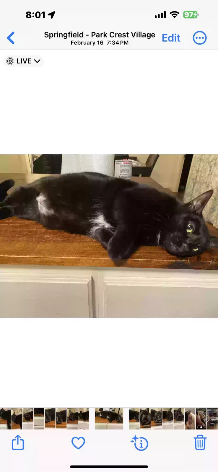 Lost cat in Springfield, MO, 65807