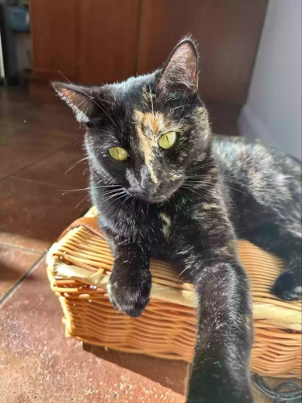 Lost cat in San Francisco, CA, 94116