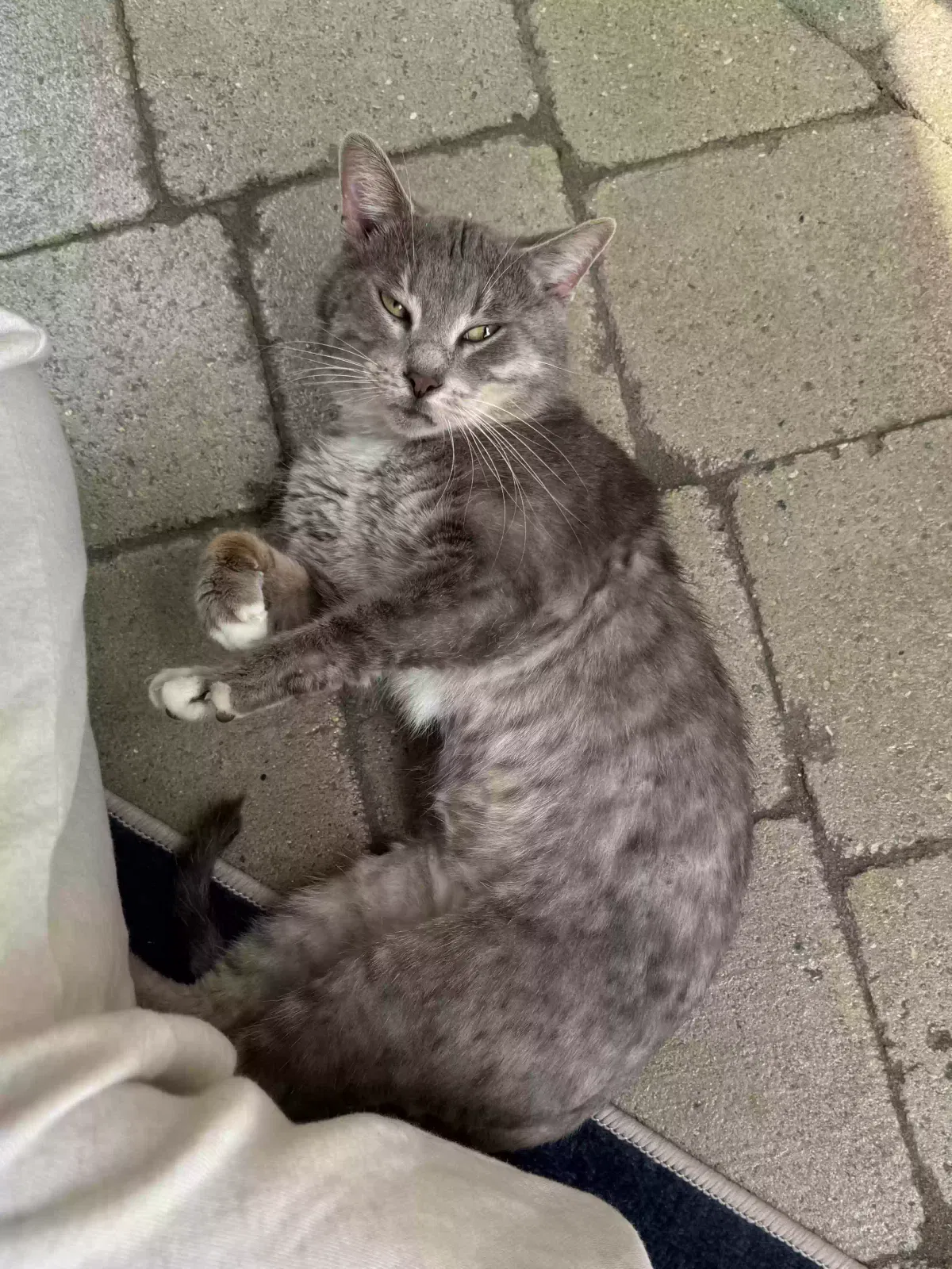Found cat in Utica, MI, 48317