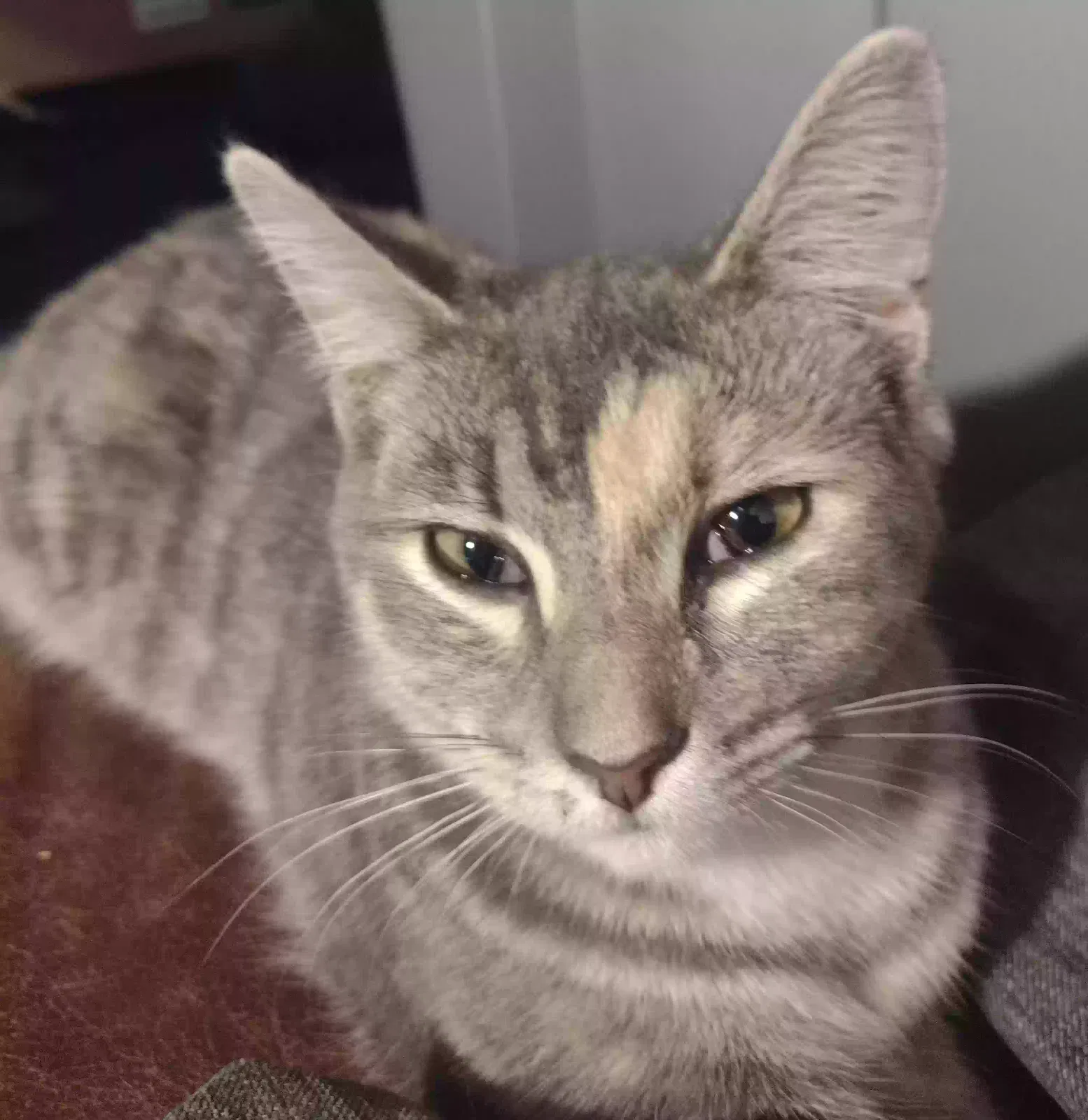 Lost cat in Springfield, OR, 97478