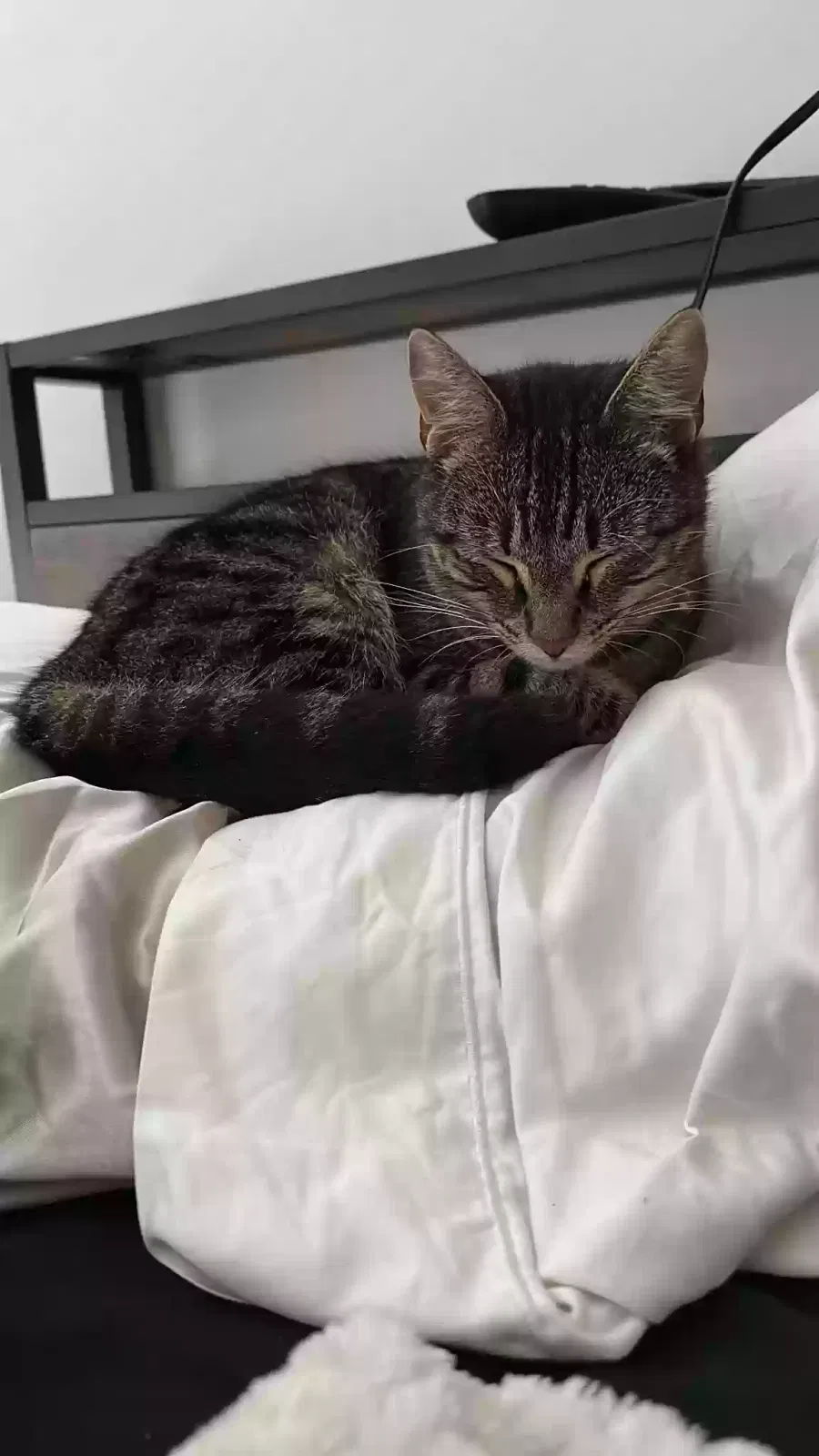 Lost cat in Chattanooga, TN, 37410