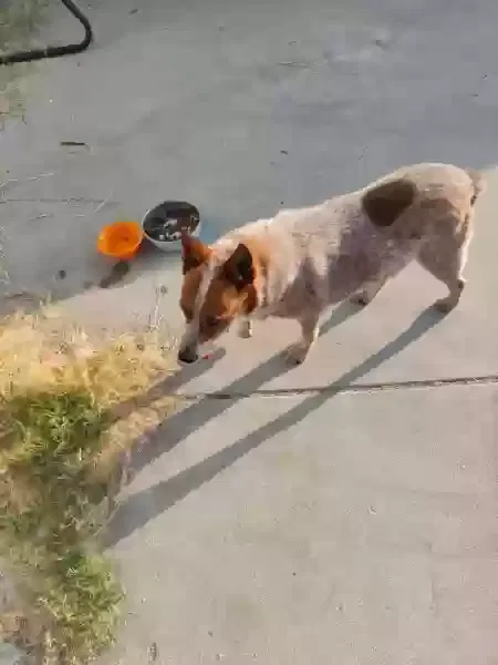 Lost dog in Hacienda Heights, CA, 91745