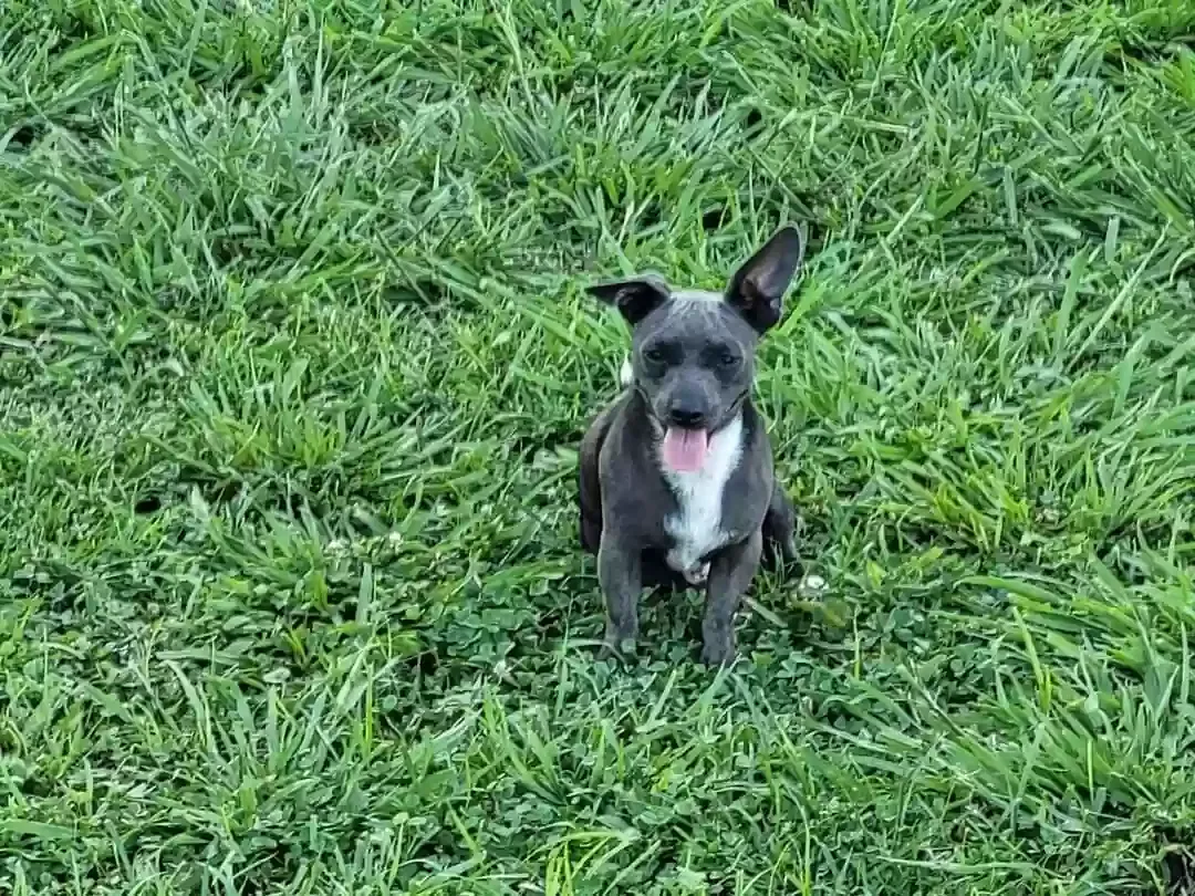 Lost dog in Murfreesboro, TN, 37127