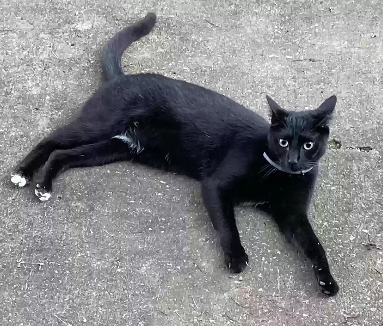 Lost cat in Murfreesboro, TN, 37130