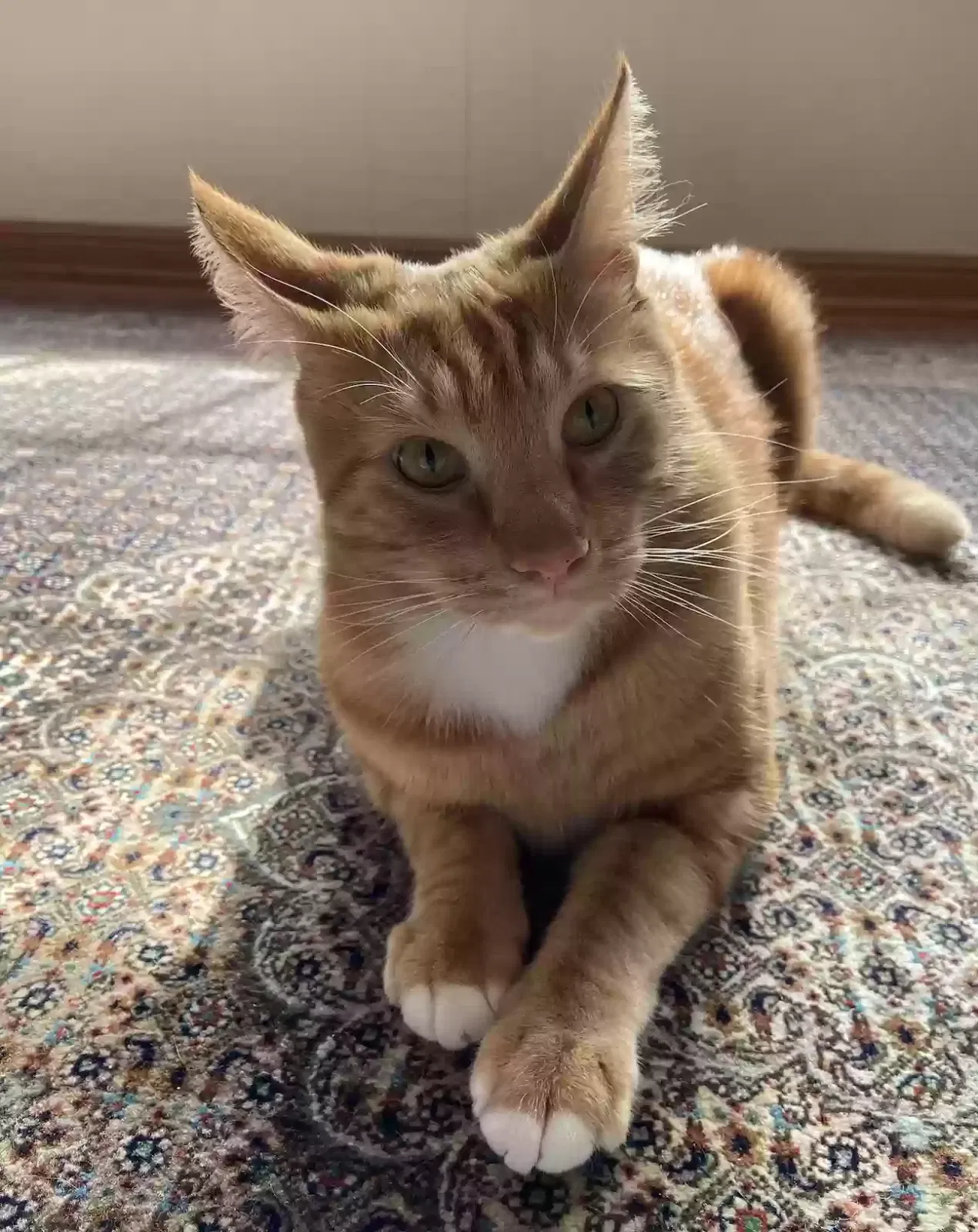 Lost cat in Los Gatos, CA, 95032