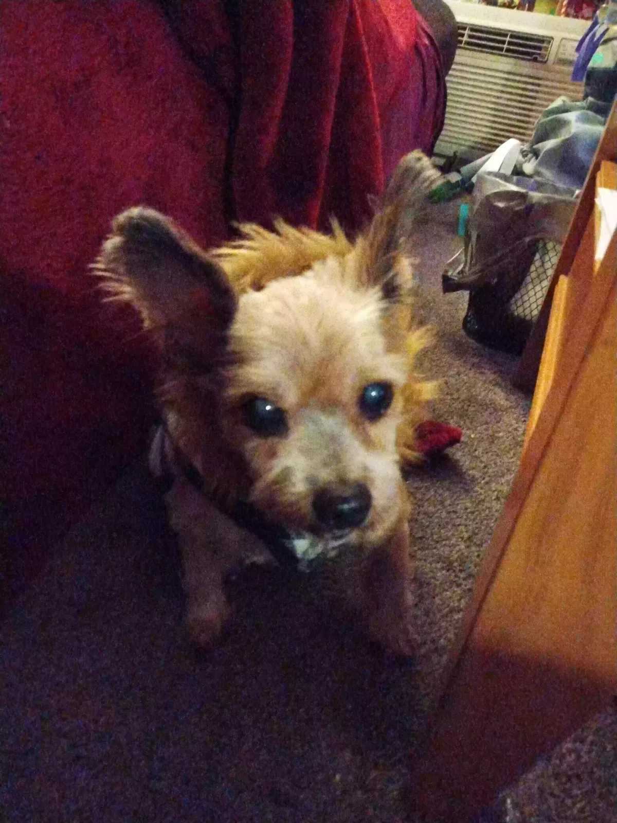 Lost dog in Chula Vista, CA, 91910