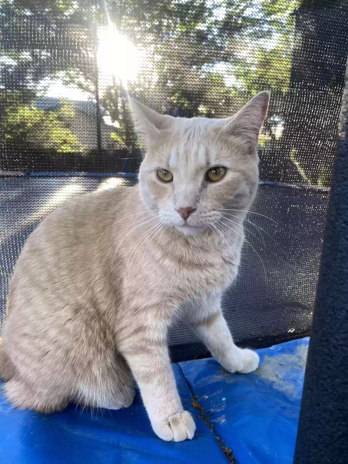 Lost cat in Meridian, ID, 83646