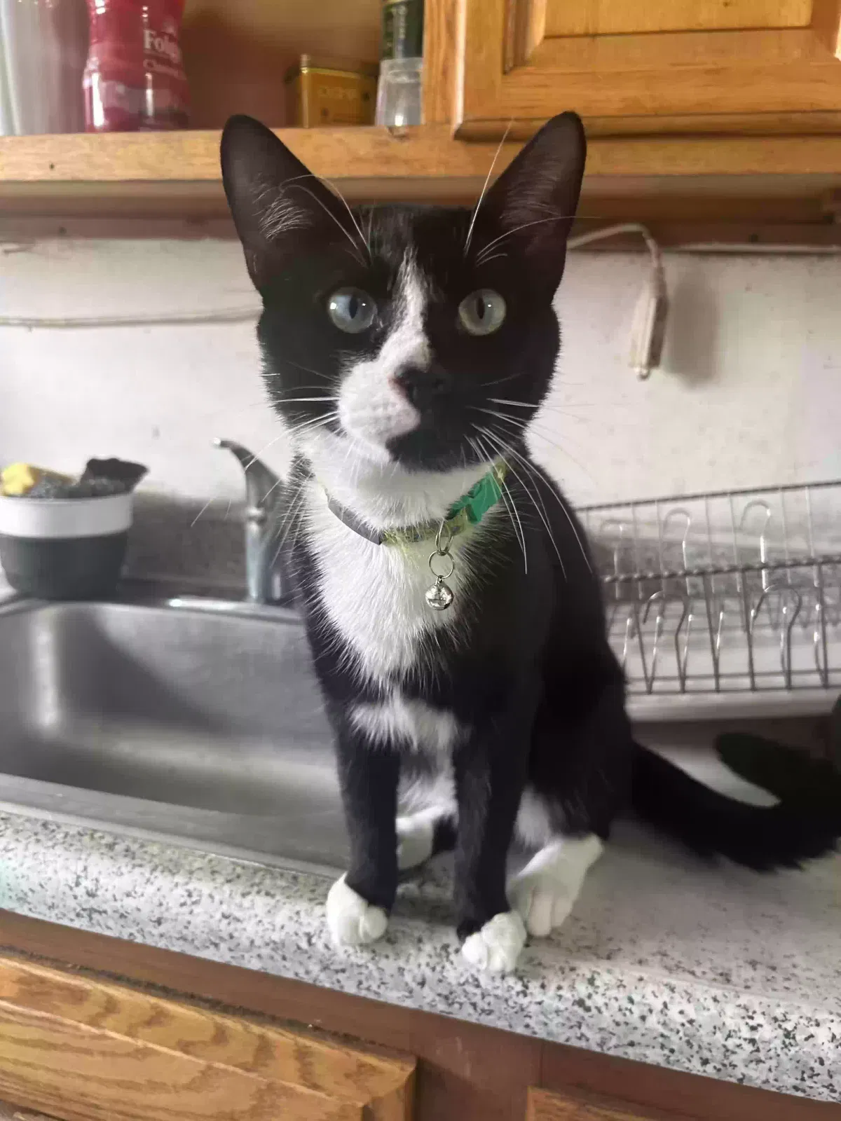 Lost cat in Philadelphia, PA, 19148