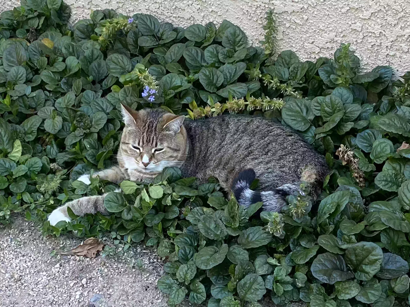 Lost cat in Folsom, CA, 95630