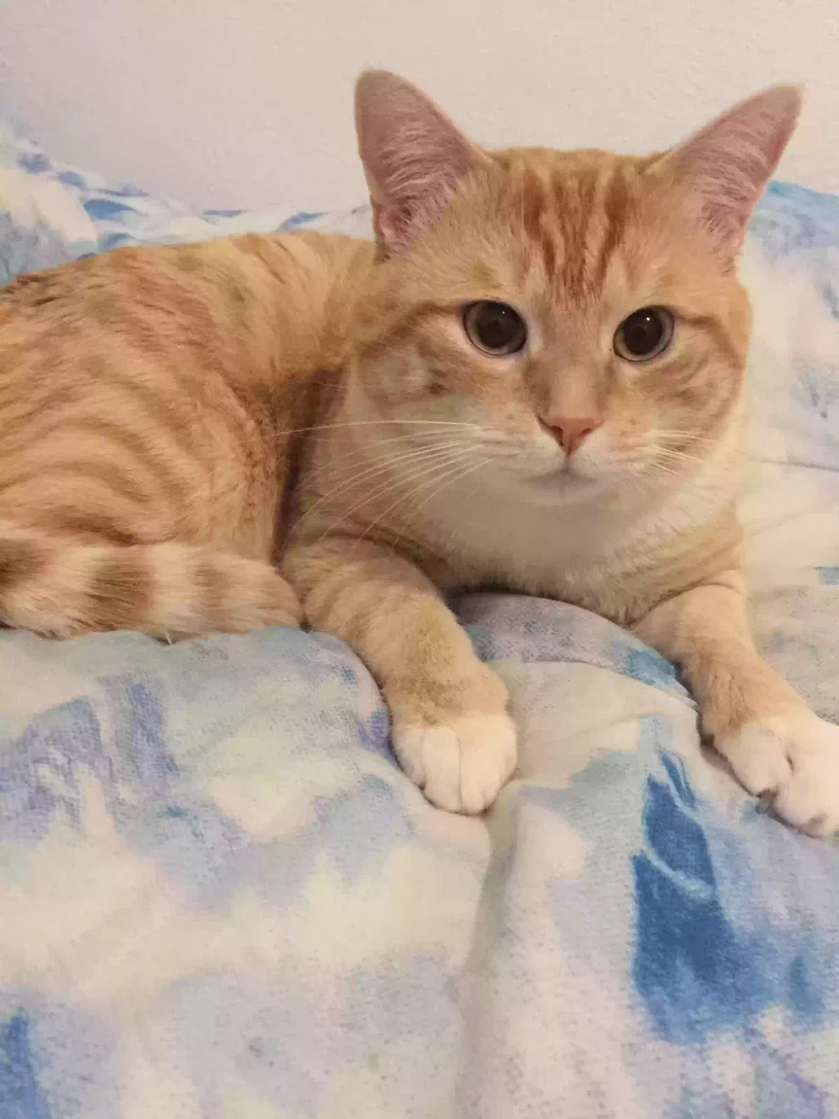 Lost cat in El Paso, TX, 79912