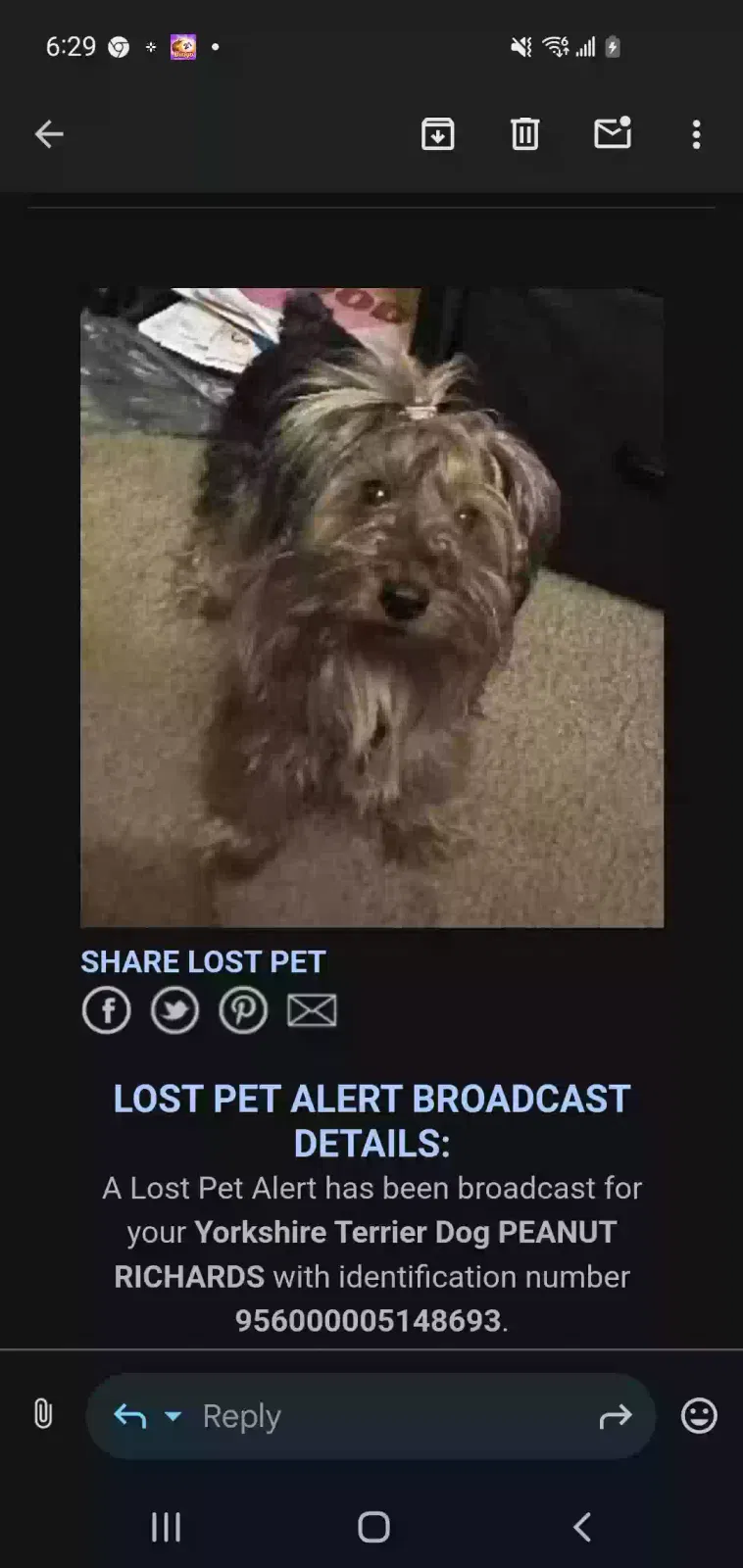 Lost dog in Tucson, AZ, 85713