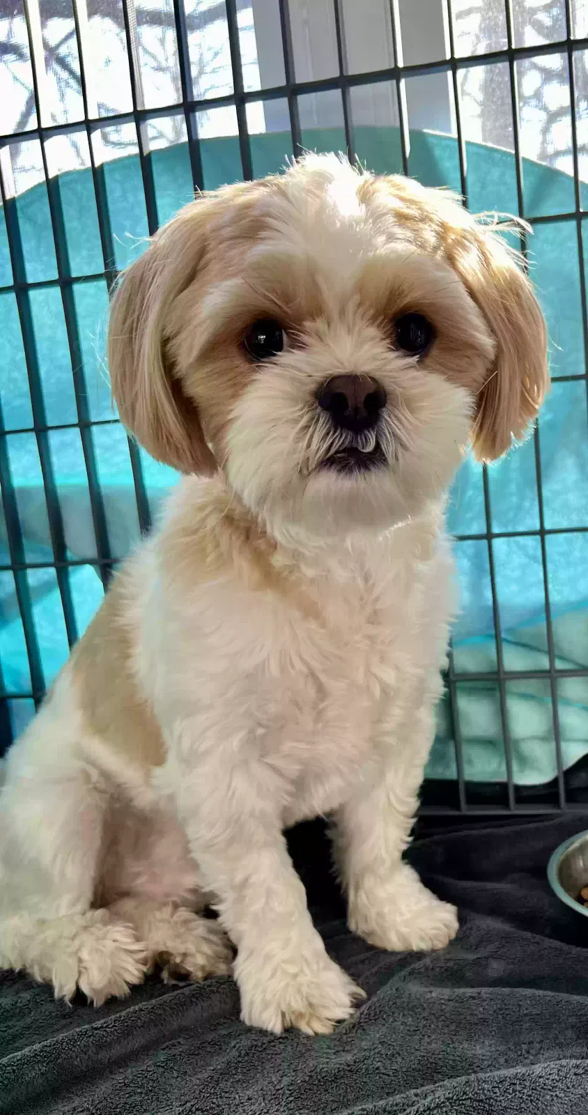 Found dog in Fort Dodge, IA, 50501