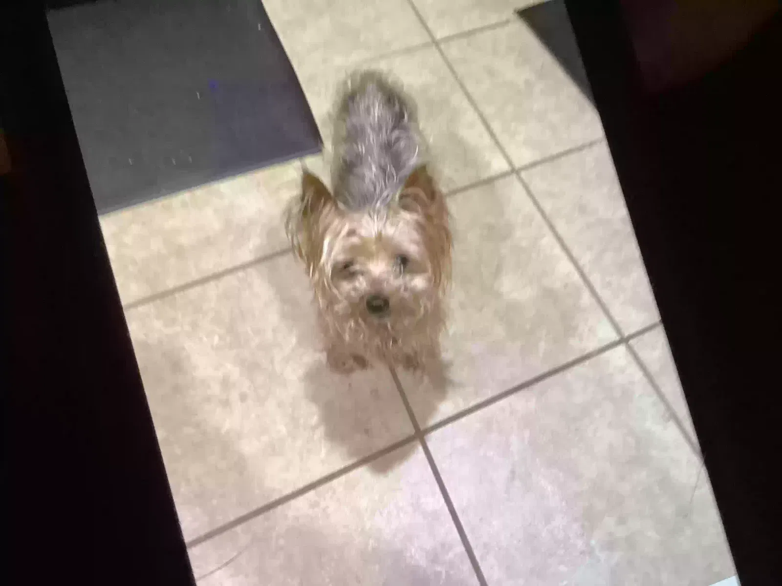 Lost dog in Grand Prairie, TX, 75052