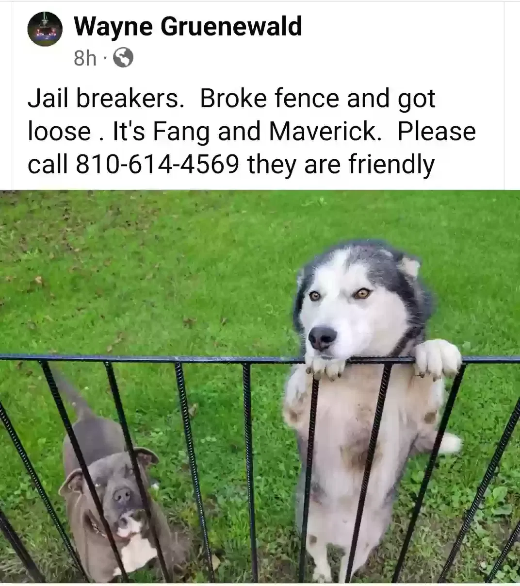 Lost dog in Mount Morris, MI, 48458