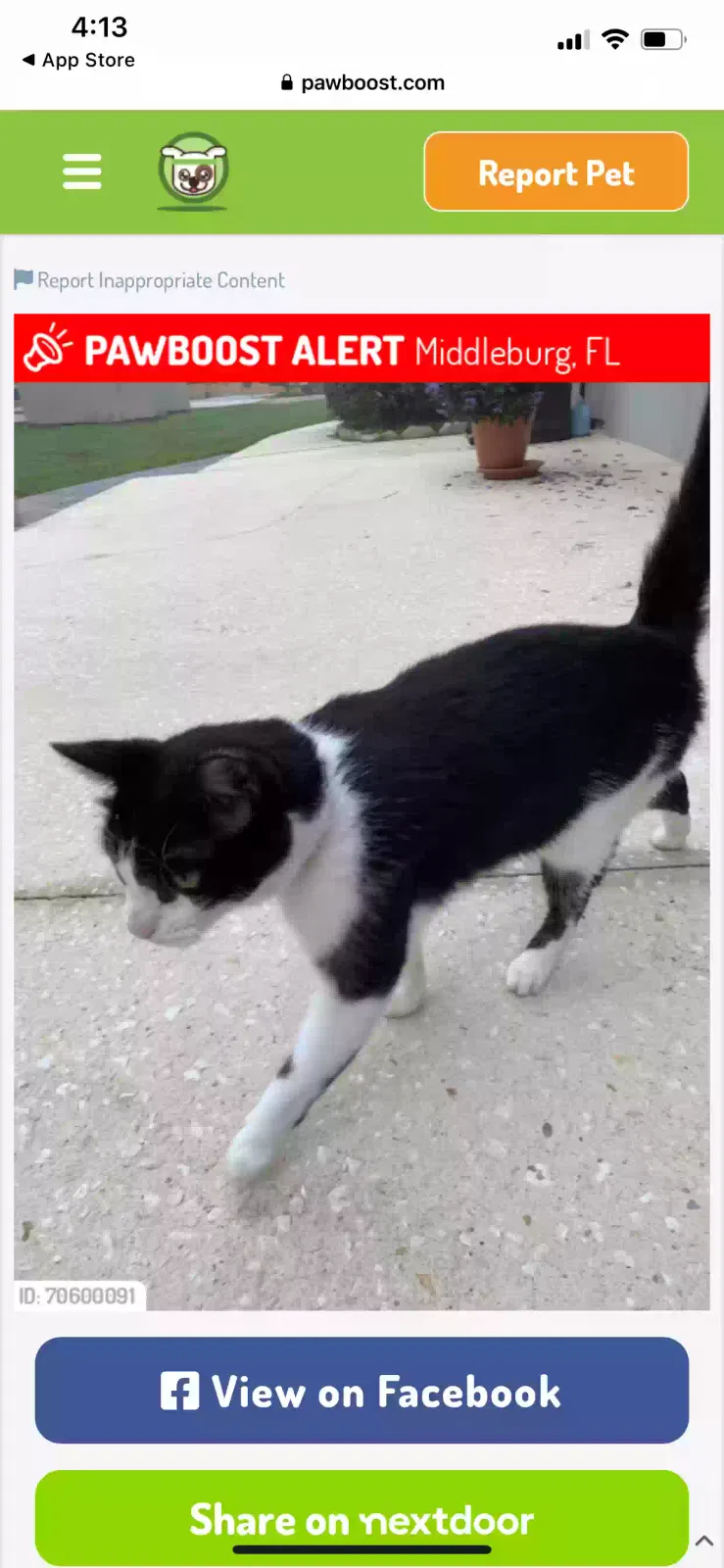 Lost cat in Middleburg, FL, 32068