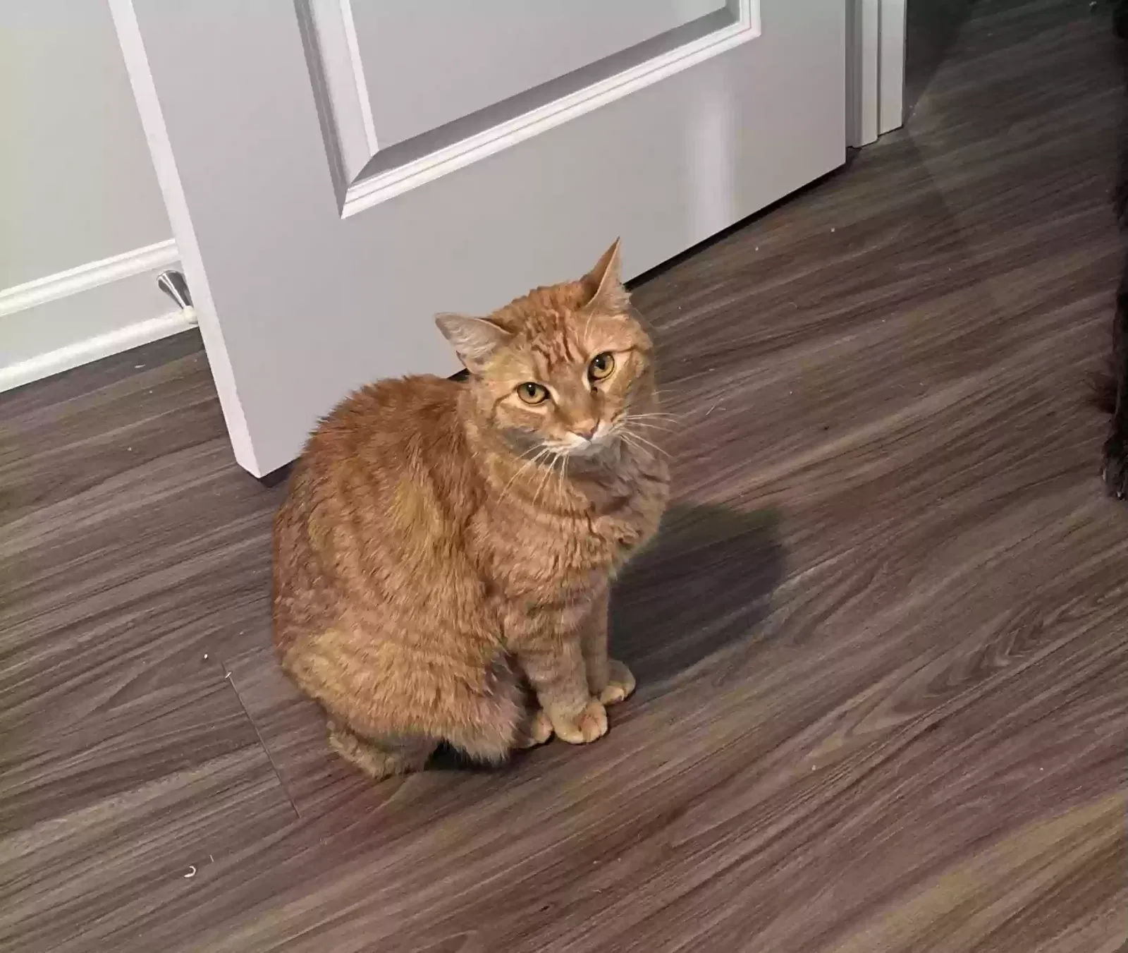 Lost cat in Commerce, GA, 30529