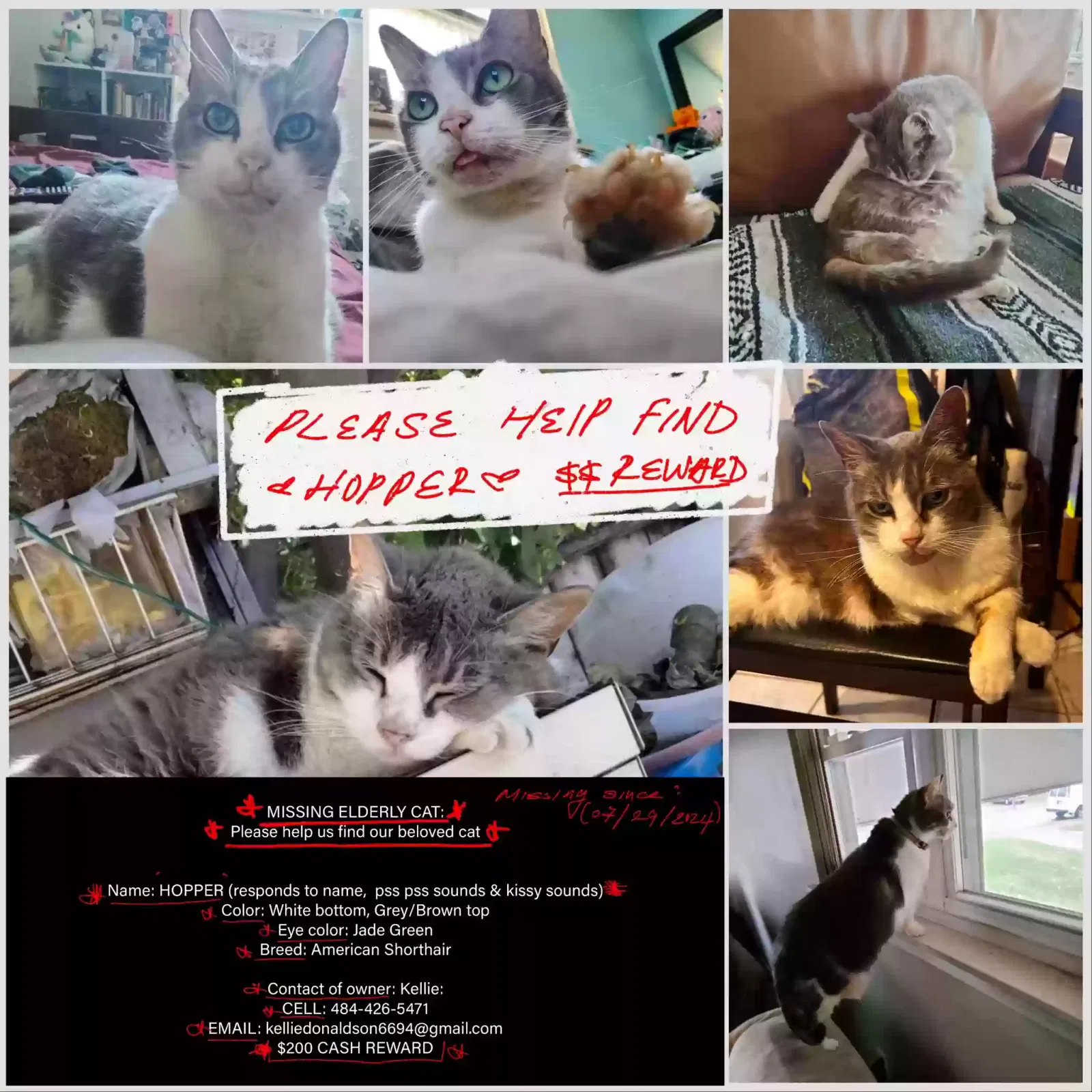 Lost cat in San Jose, CA, 95122