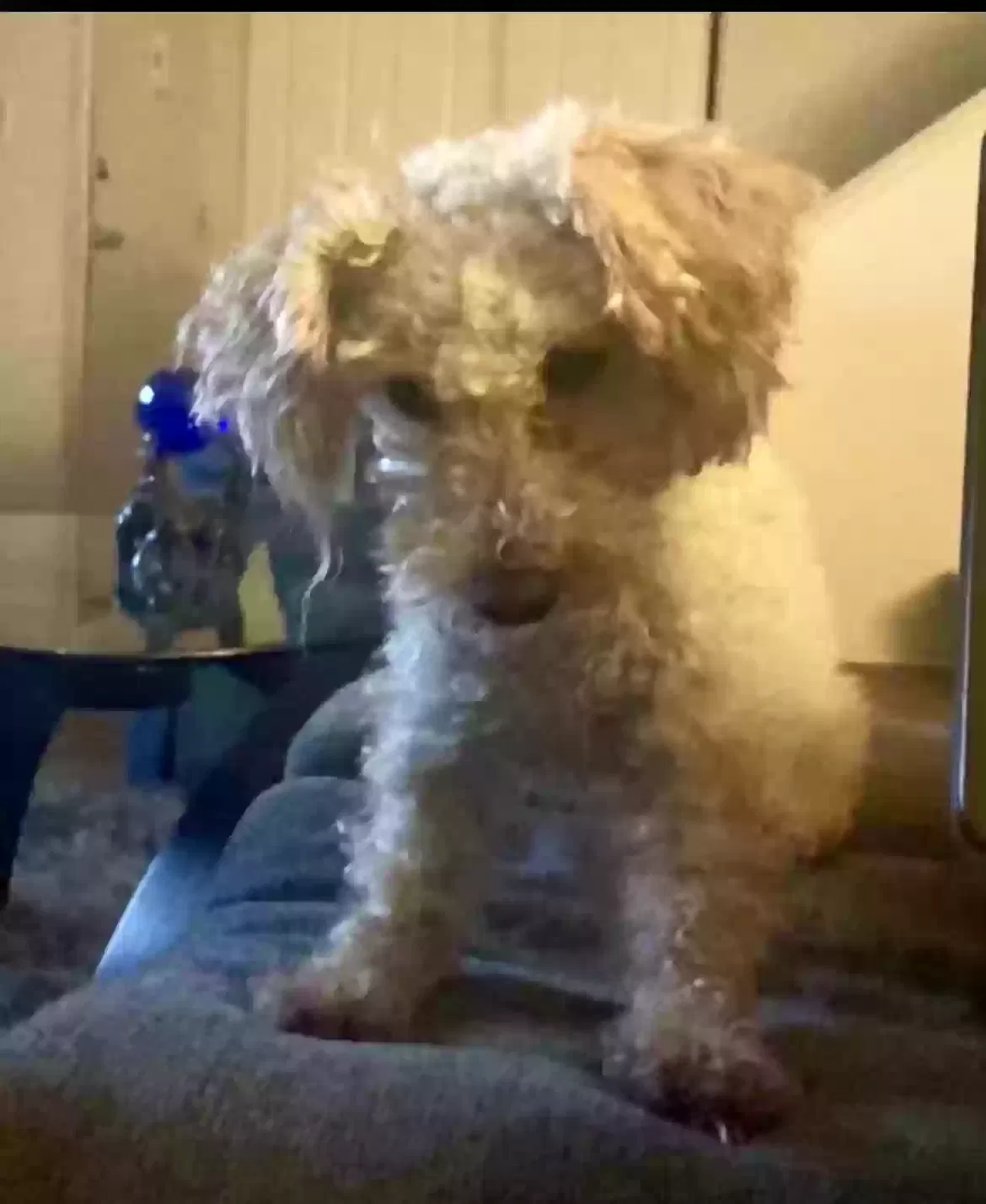 Lost dog in San Dimas, CA, 91773