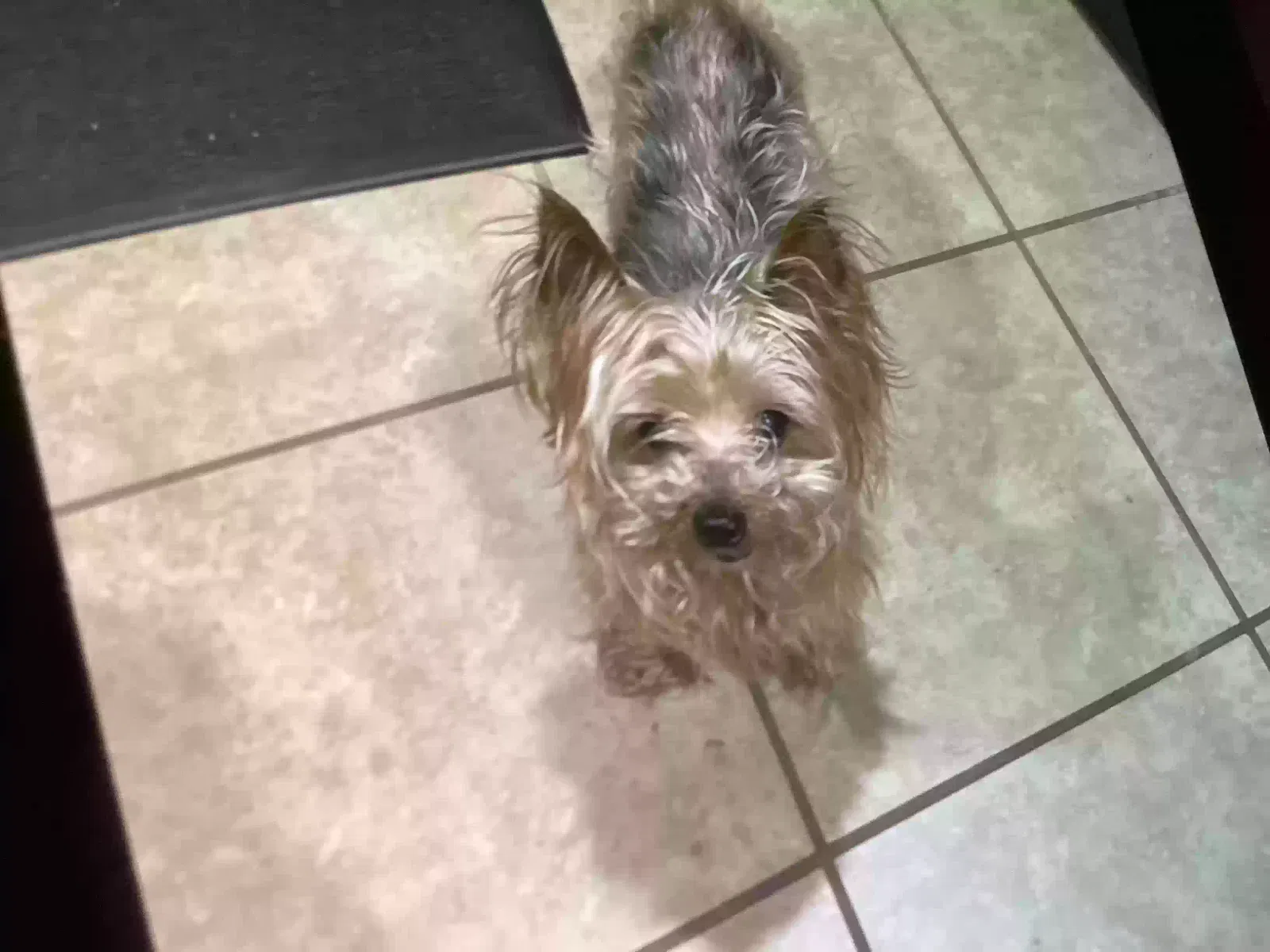 Lost dog in Grand Prairie, TX, 75052
