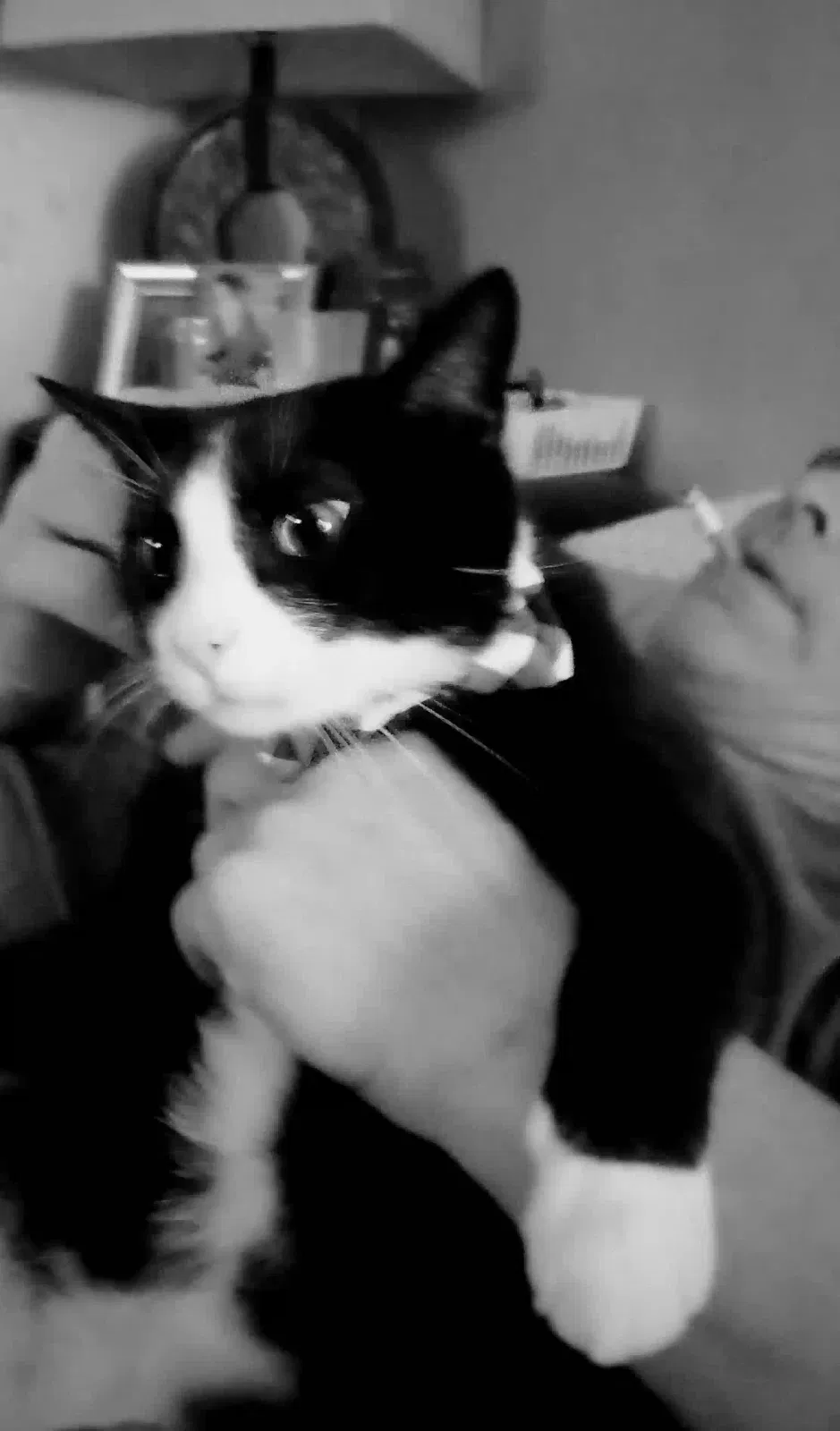 Lost cat in Fond Du Lac, WI, 54935