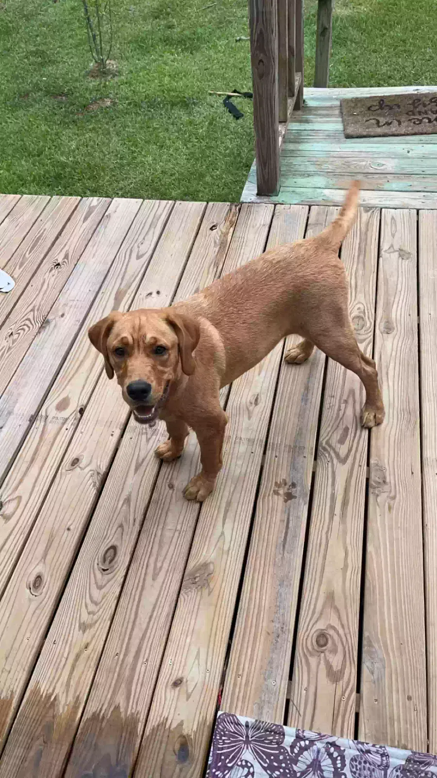 Lost dog in Picayune, MS, 39466