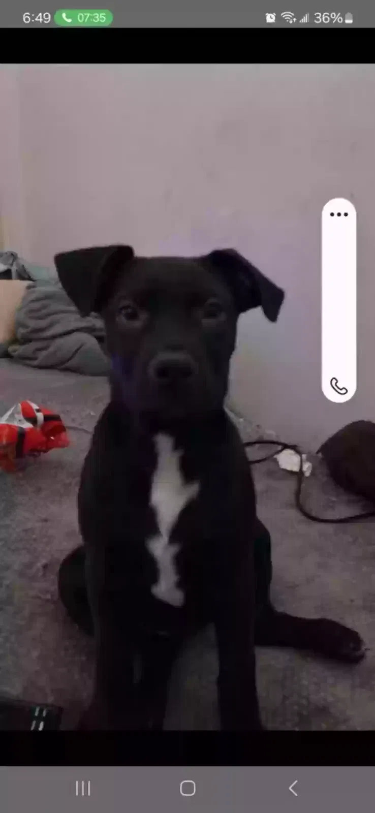 Lost dog in Portland, OR, 97203