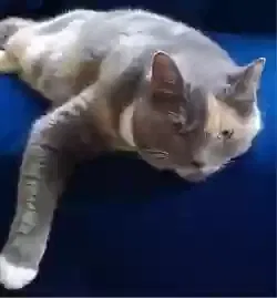 Lost cat in Nashville, TN, 37209