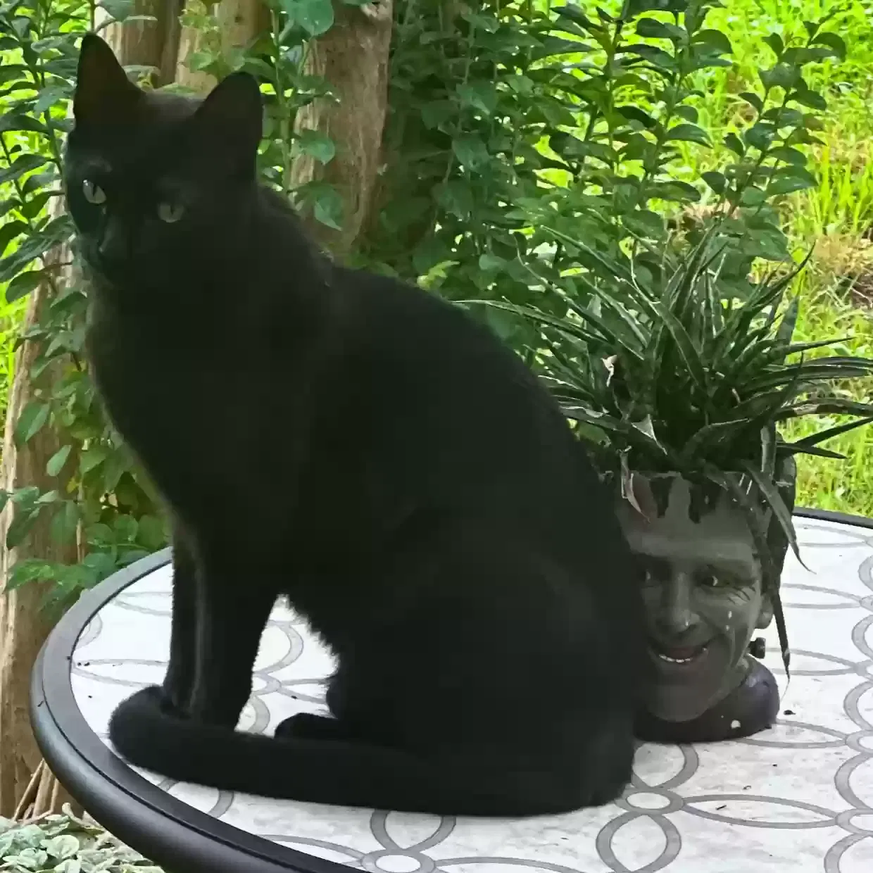 Lost cat in Round Rock, TX, 78681